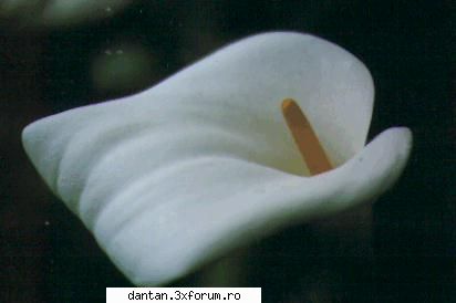 FOLRI...PLANTE