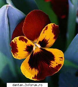 FOLRI...PLANTE