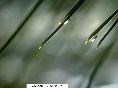 FOLRI...PLANTE